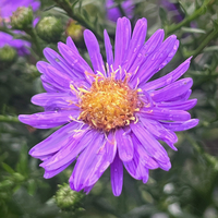 Aster Autumn Jewels 'Sapphire'